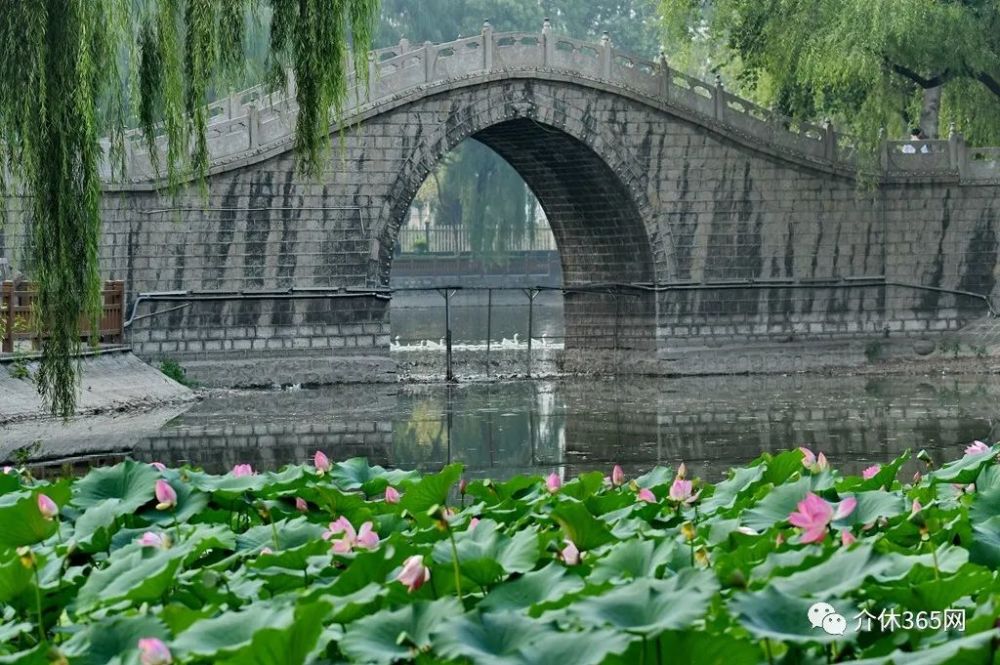 介休|汾秀公園雨中的荷花-王繼堂