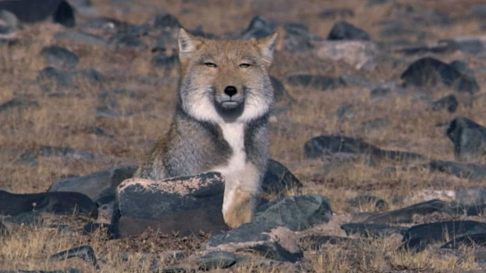 索县旅游|西藏动物——藏狐