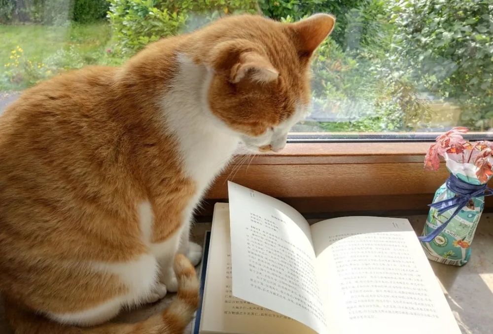 读书总能治愈人心,猫也能丨投票送"喵星人"出道!