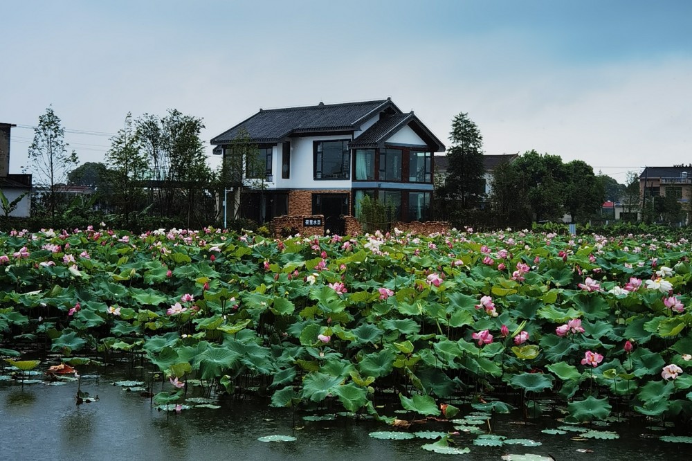 茶余饭后，从荷里