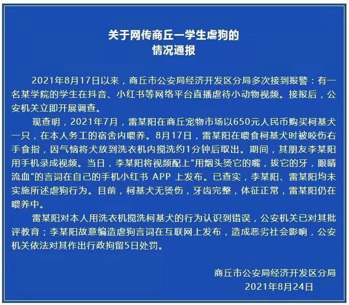 柯基犬排行_每日一王者“Dottie”——豪门战将,美国AKC彭布罗克威尔士柯基...