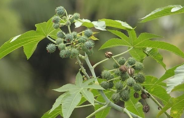 蓖麻很多人玩过也吃过殊不知全株有毒还被美国列为战略物资