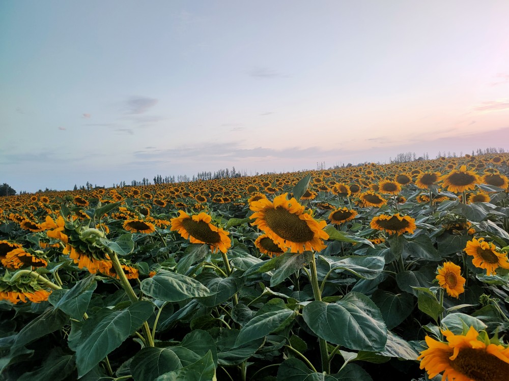 新疆的向日葵