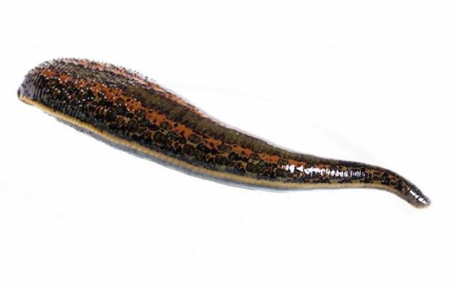 农村常见的7种虫子,你最害怕哪一种?最后一种能危及生命_腾讯新闻