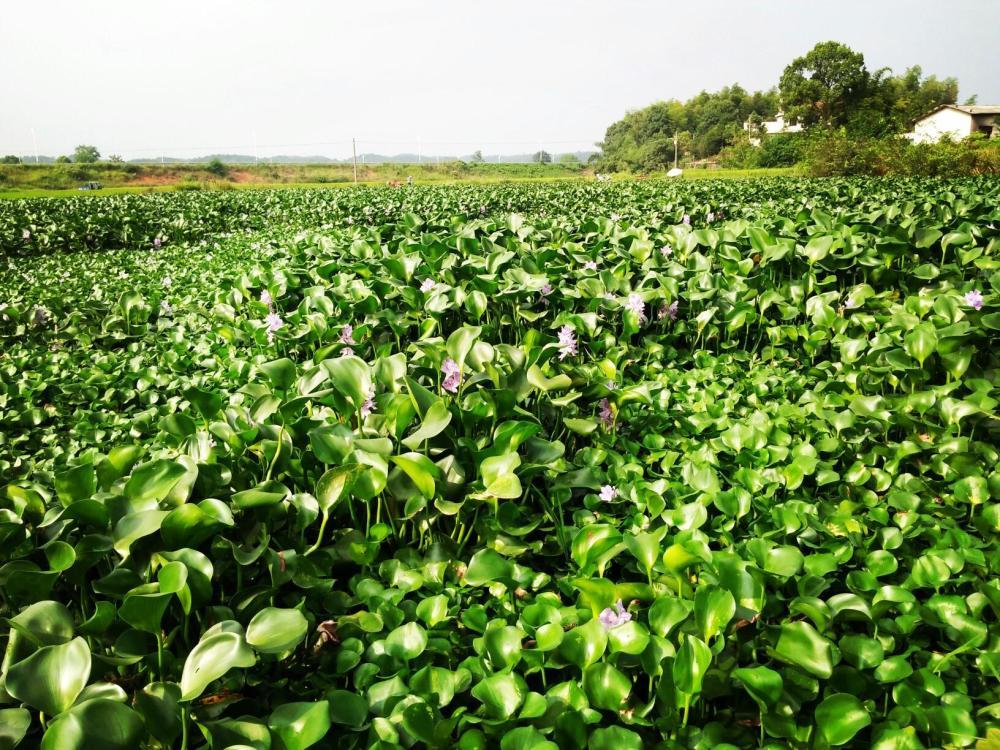 乡下池塘的水葫芦霸道繁殖成害草殊不知以往是慈禧宫内观赏花