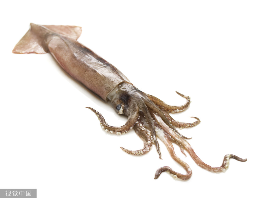 海螵蛸是什么东西它有哪些妙用