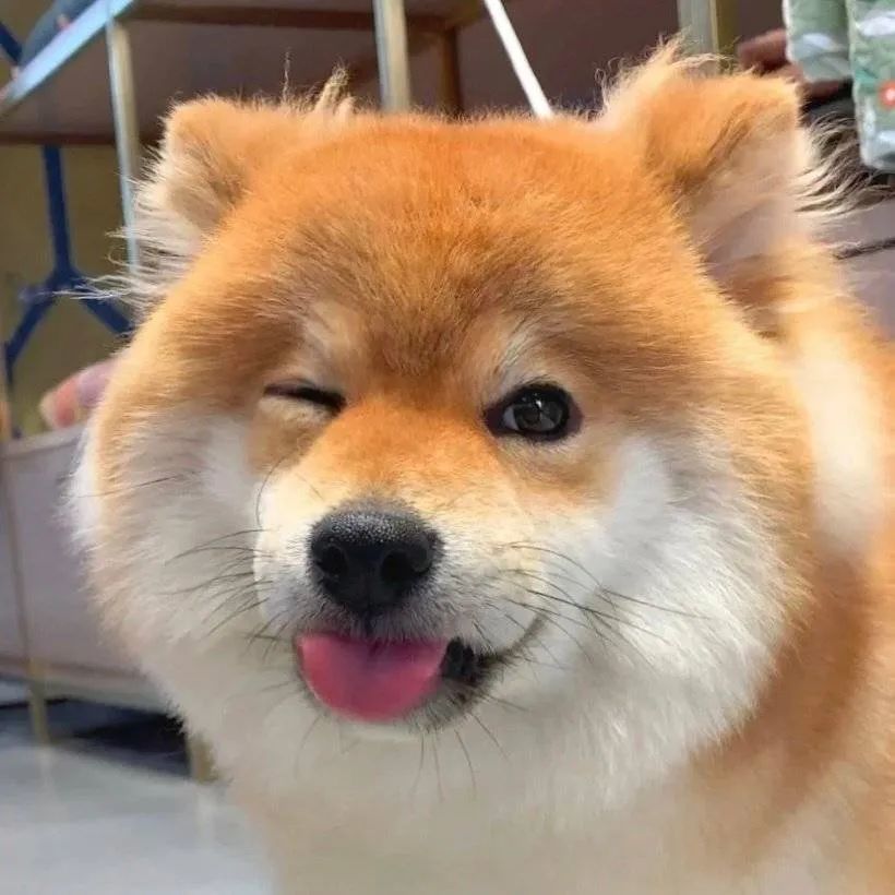 柴犬可爱头像