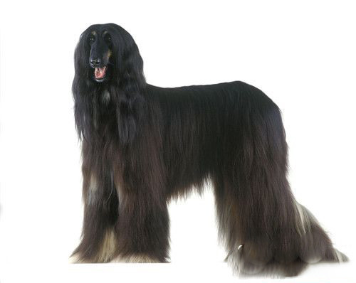 阿富汗历史之艾哈迈德·沙阿的帝国