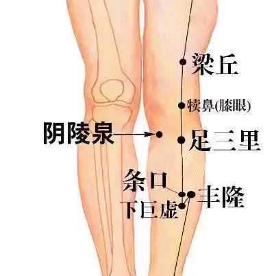 的凹陷中,在脛骨後緣與腓腸肌之間,比目魚肌起點上;前方有大隱靜脈,膝