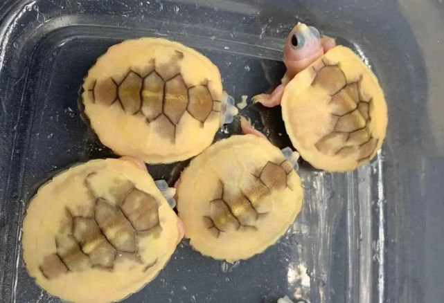 卖过上万元一只,如今只值几百块(包括奶焦)|caramel|巴西龟|焦糖巴西