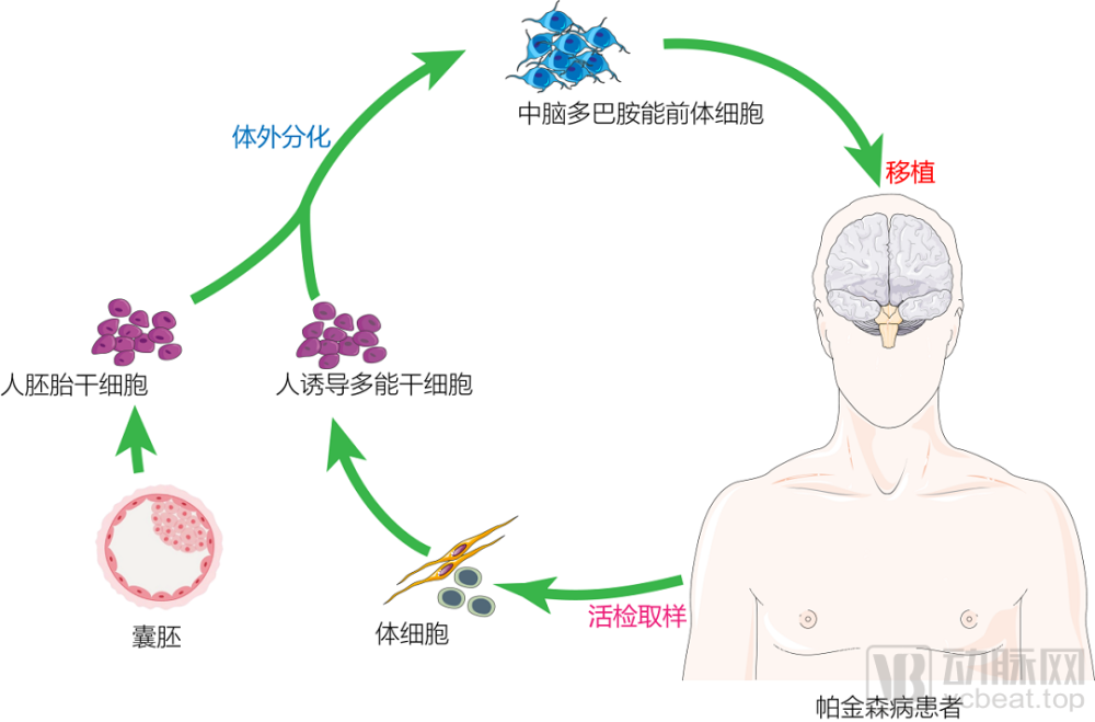 首发干细胞治疗公司跃赛生物获得数千万元天使轮融资