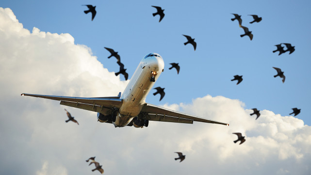 飞机在万米高空会不会和鸟类相撞如果相撞会造成什么后果