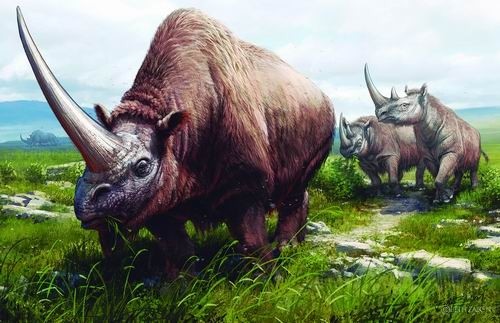 最前面的是板齿犀,紧随其后的是两头梅氏犀,远景则是一头披毛犀