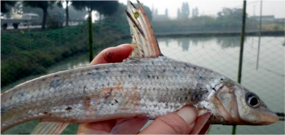鸡腿鱼,典型的下嘴鱼,调钓时一定要调低钓高