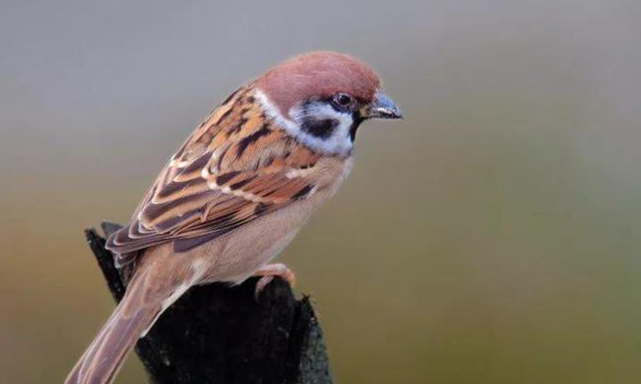 姜方专栏母亲麻雀老椿树