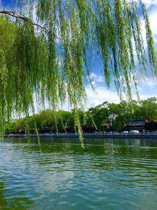 文/高学廉春风杨柳万千条,雀燕翩然鸣树稍.