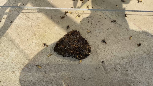 朝阳县一小区现手掌大马蜂窝消防又来了