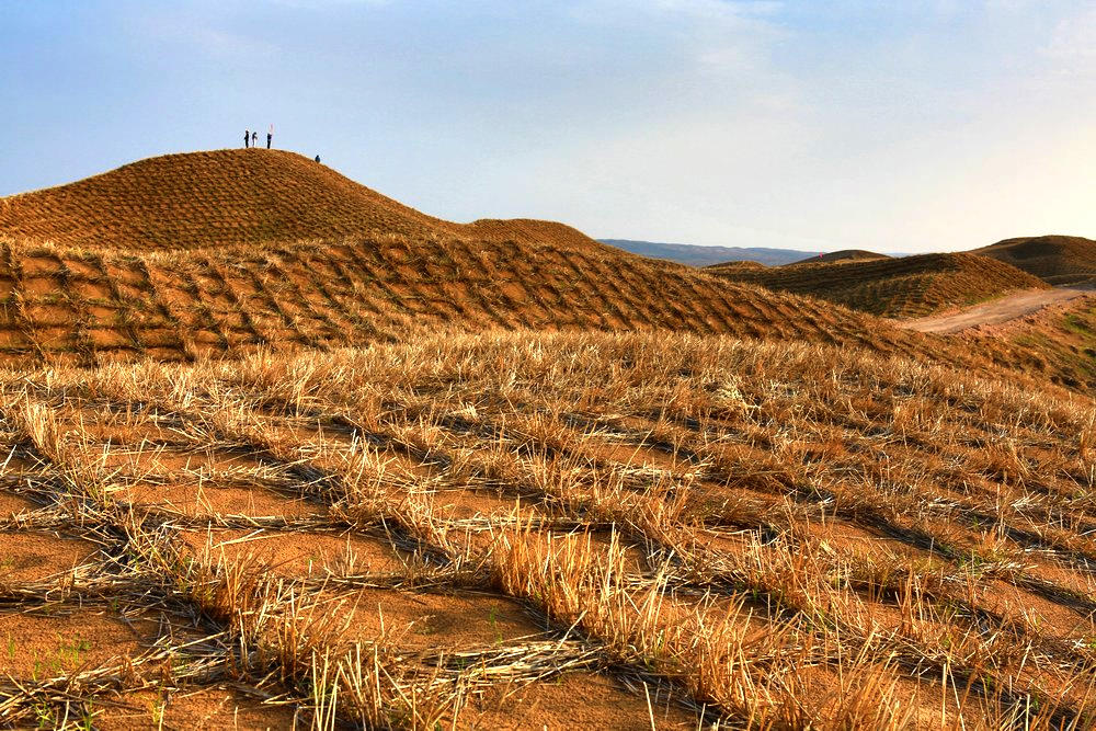 图为草方格固沙