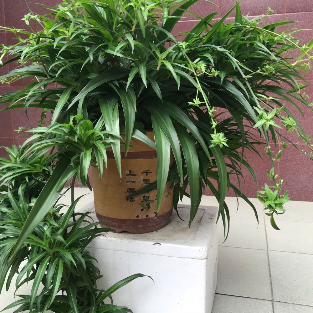 這5種綠植清新脫俗,吸收甲醛淨化空氣,好養活,快給家裡擺幾盆