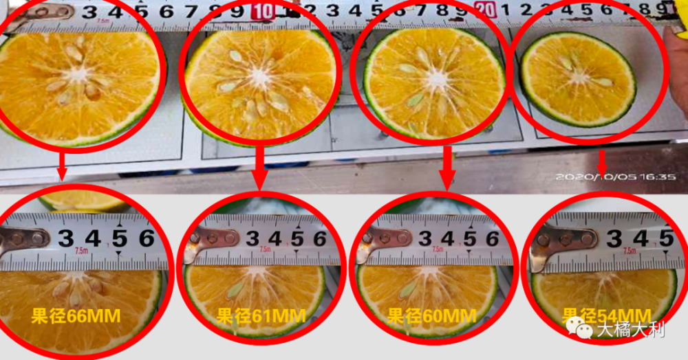 第一【 沃柑要早卖,现在果需要60mm以上】设定现在沃柑种得越来越多