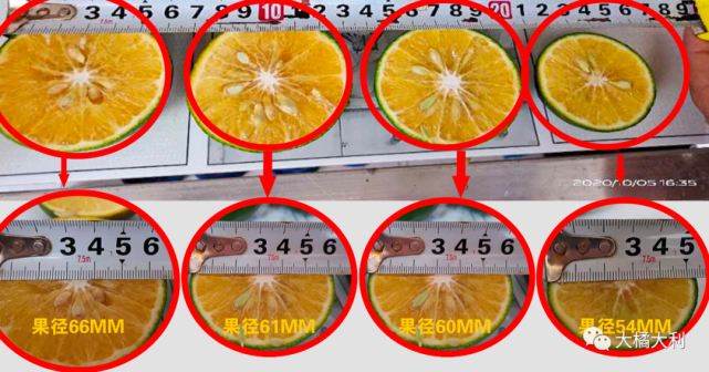 你家沃柑果径多大了我家现在普遍才45mm还有机会冲刺80果吗