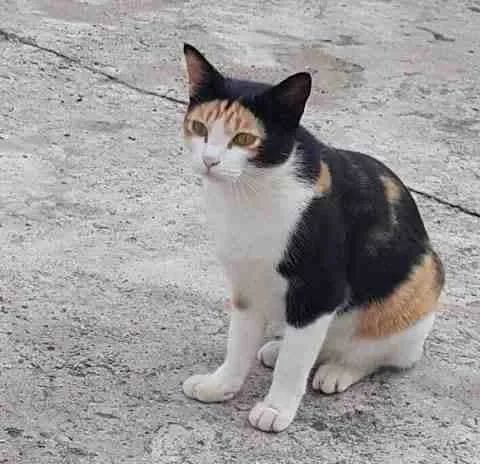 戴头盔的三花猫和戴面具的小黑猫你喜欢哪一个呢