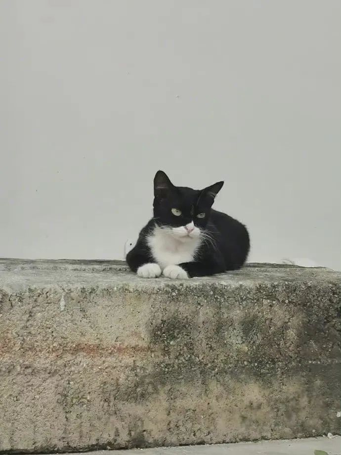 戴头盔的三花猫和戴面具的小黑猫你喜欢哪一个呢