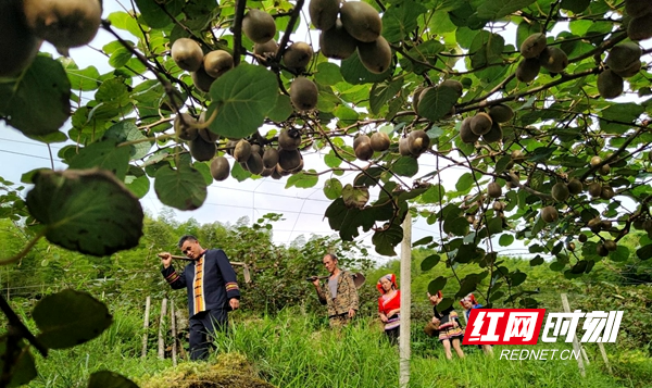 新宁县黄金乡猕猴桃产业结出了致富黄金果
