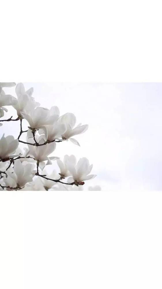 白色背景壁纸 十七 腾讯新闻