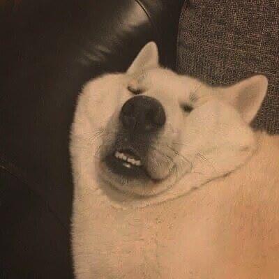 有没有让人一看就会笑死的憨憨头像