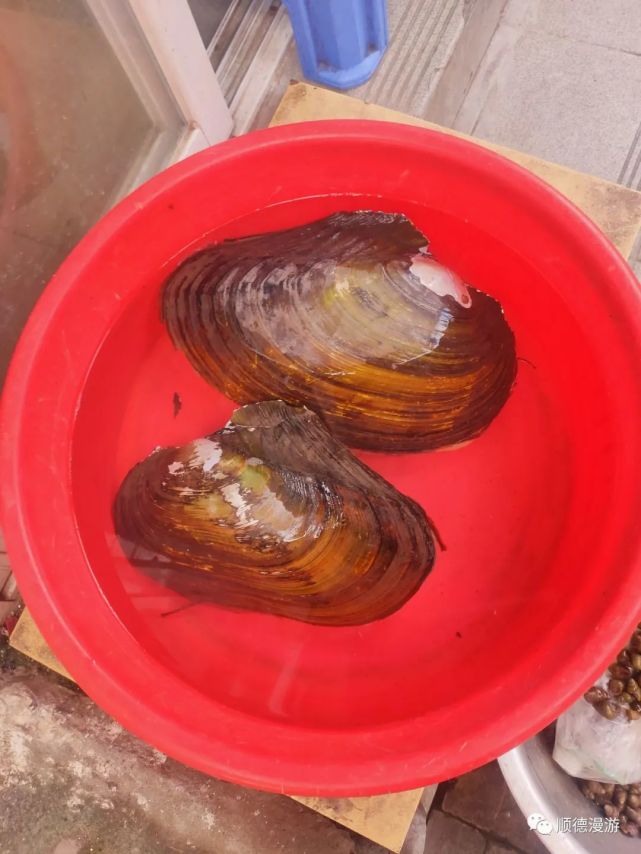 观光市场水库大蚌