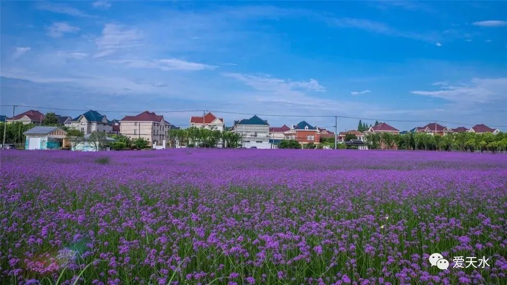 清水县这片紫色花海如期而至快来打卡吧