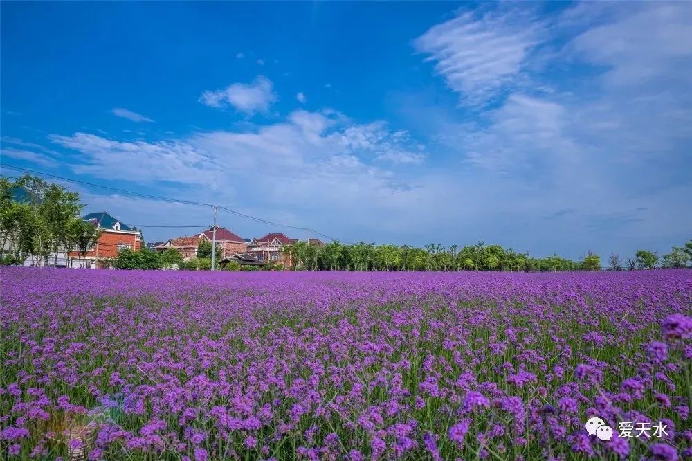清水县这片紫色花海如期而至快来打卡吧