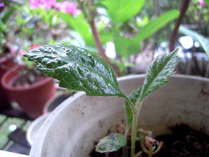 当月季处于这3个状态时,养花人该做些什么?