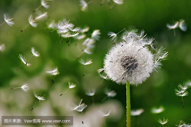 心儀自然認識野菜蒲公英