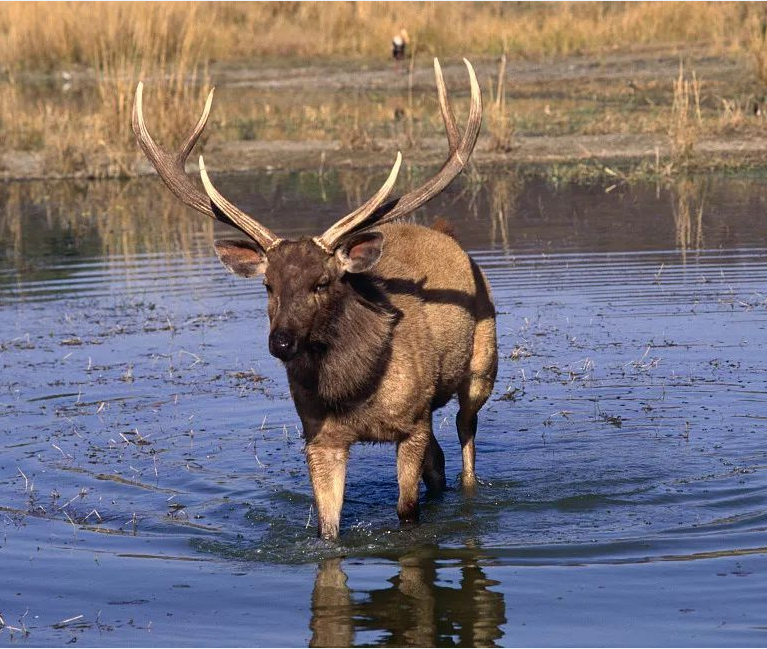 赣州一男子贩卖野生水鹿!被检察院批准逮捕!