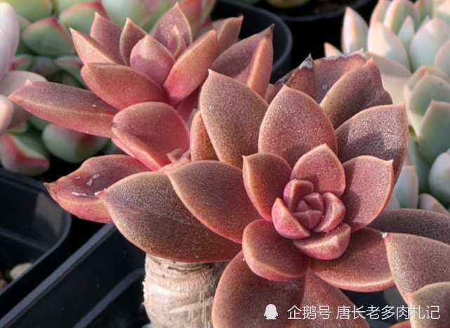 太妃糖红糖和霜糖你以为是开糖果铺子其实我说的是一种多肉