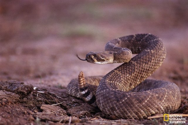 蛇叫的声音 腾讯网