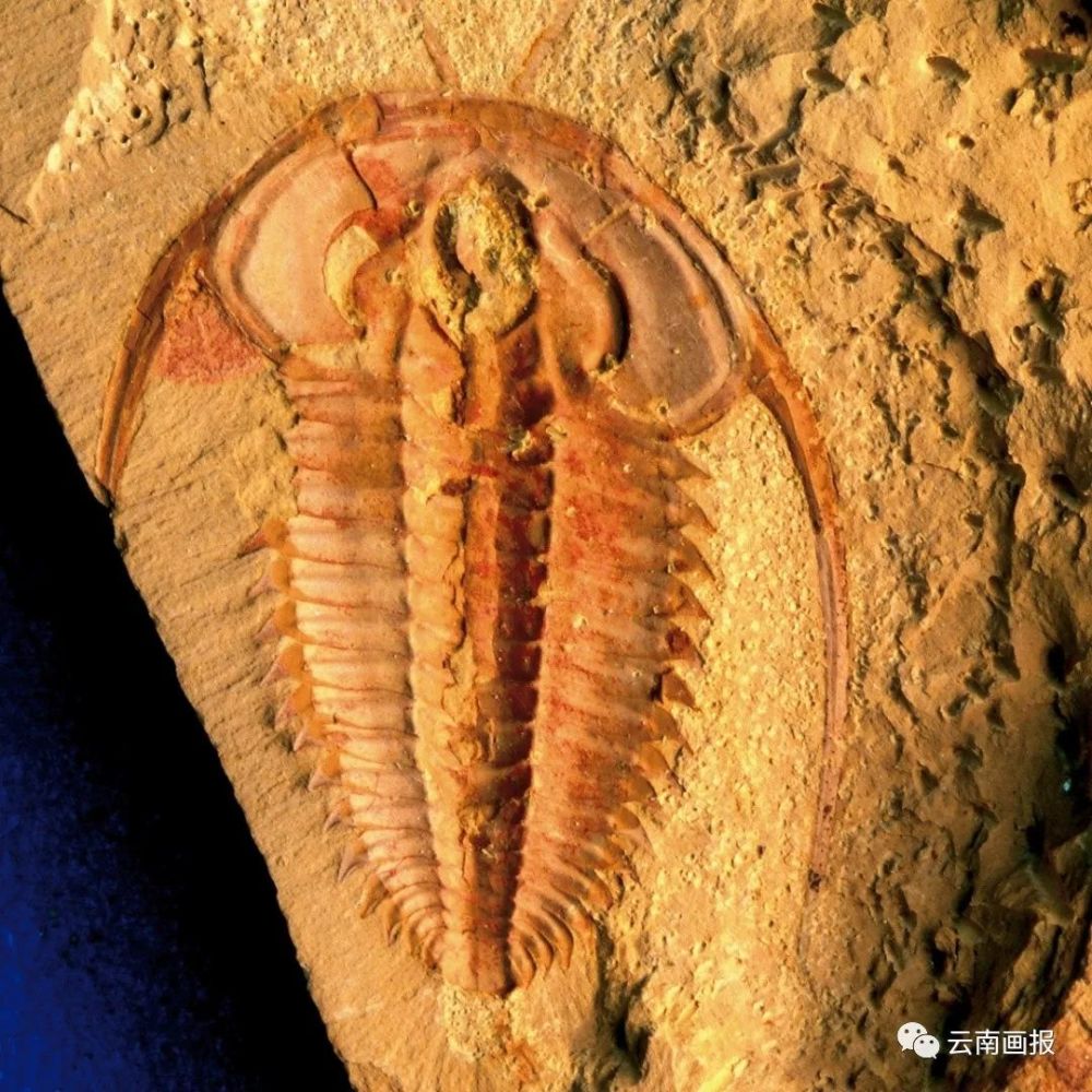 到了70年代,在这里又发现了三叶虫化石这些已经定格的印痕,推演出生命