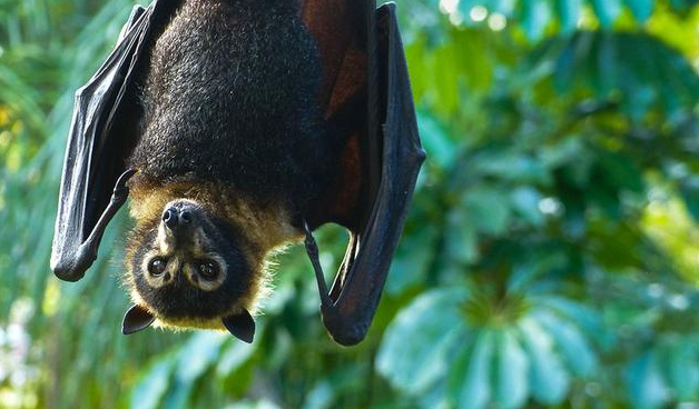 关岛曾出现神秘疾病,科学家几经辗转发现,与当地的一种蝙蝠有关