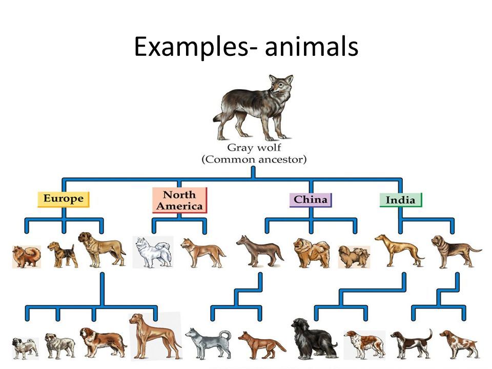 犬的演变过程图片