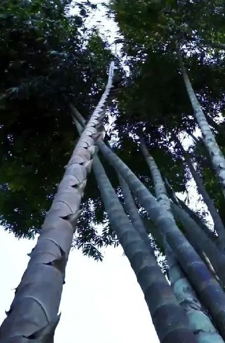 cop15o最临沧丨世界上最大的竹子品种—巨龙竹