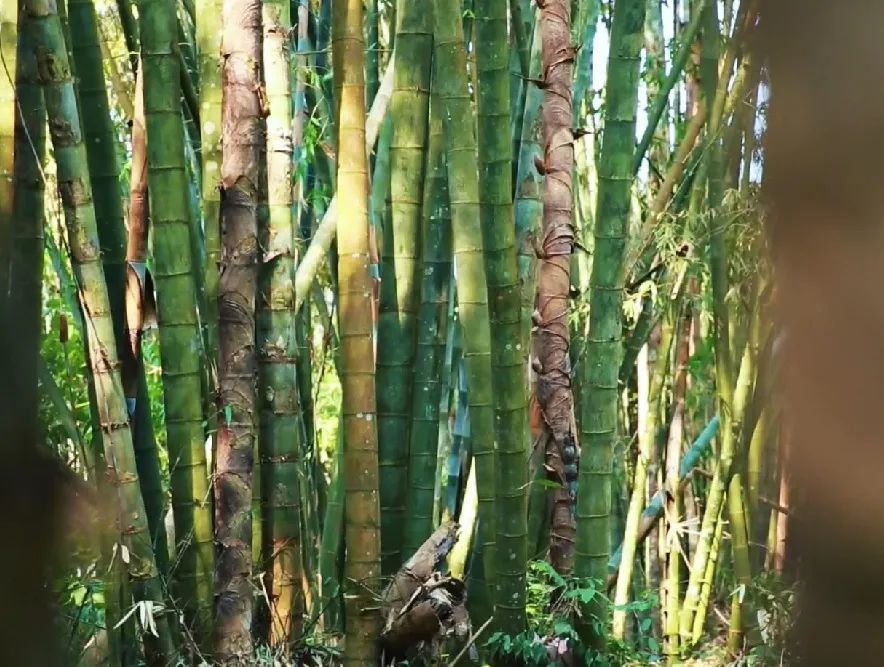 cop15o最临沧丨世界上最大的竹子品种巨龙竹