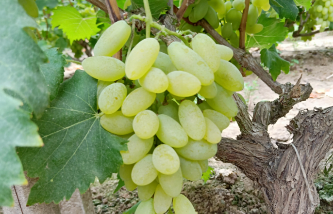 认识各大国内外知名葡萄品种 金手指,维多利亚,红宝石,玫瑰香,茉莉香