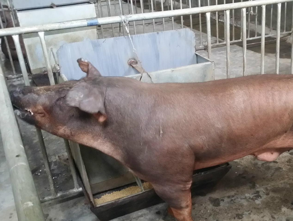 猪皮肤发黄是什么病猪皮肤发黄是什么原因猪皮肤发黄怎么治疗