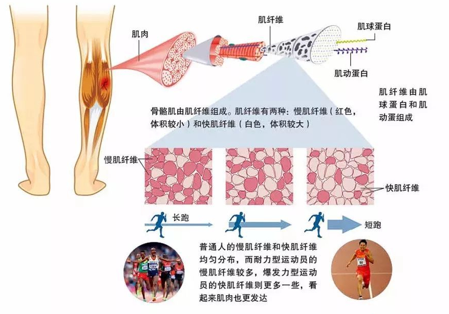 而其他人种,就拿黄种人来说,快缩肌纤维和慢缩肌纤维大概就是各50%