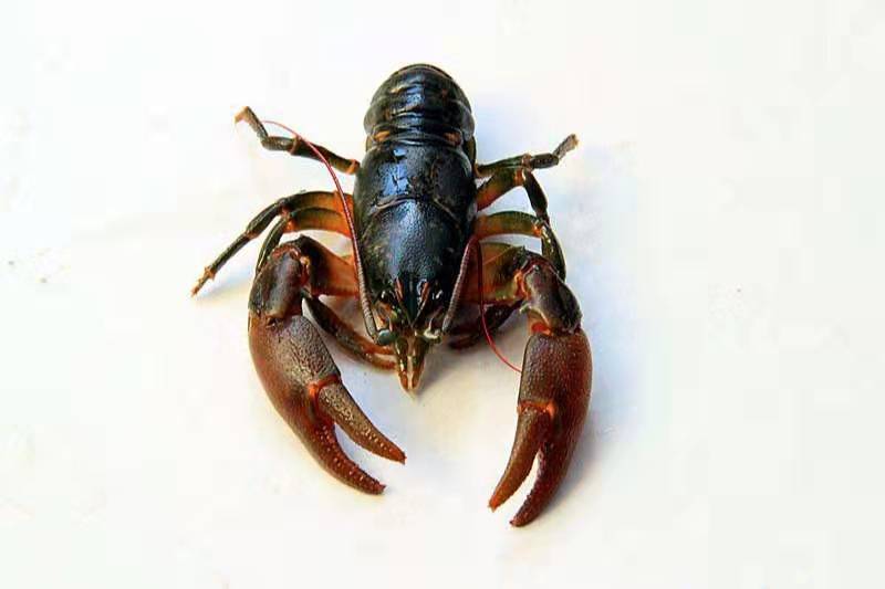虽然肉质鲜美,口感更佳,但与克氏原螯虾完全无法竞争,导致数量也非常