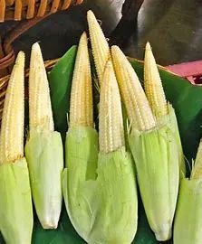 高档蔬菜玉米仔 玉米笋栽培 腾讯新闻