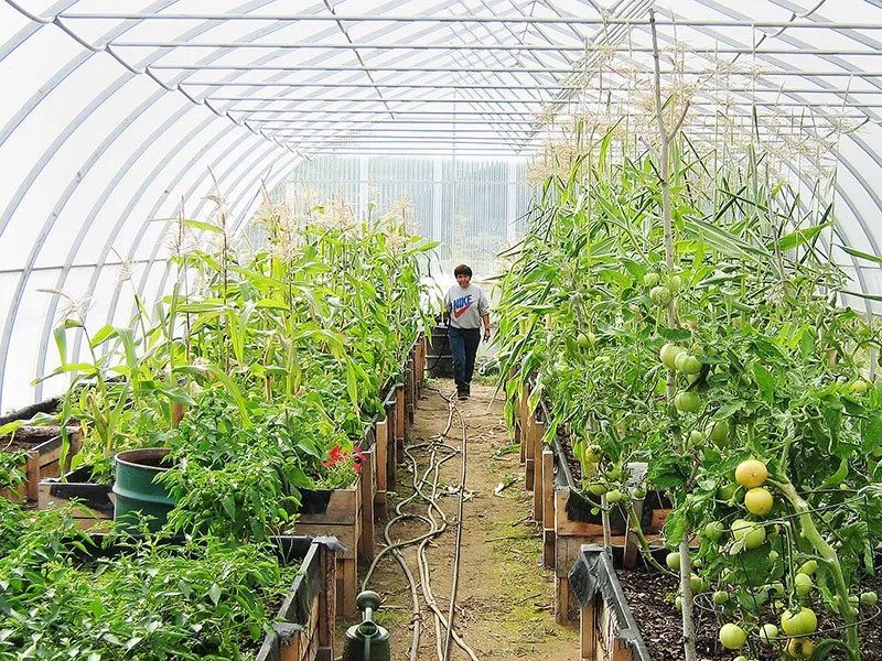 高档蔬菜玉米仔 玉米笋栽培 腾讯新闻