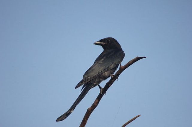 郑州一只黑卷尾干起了"交警"的活,马路上谁不戴头盔就啄谁